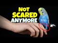 How to Tame a Scared and Skittish Bird | Compilation