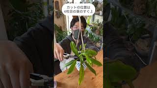 やってみな、増えるぞ【食虫植物ネペンテス】観葉植物ウツボカズラ