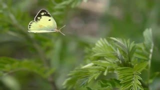 紋黄 蝶 (小田順平)  by雀