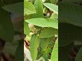 allahabad guava తెల్ల జామ కాయ .. grafted ...in my terrace garden...😊👍