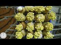 grow mushroom（time lapse）（golden oyster mushroom）