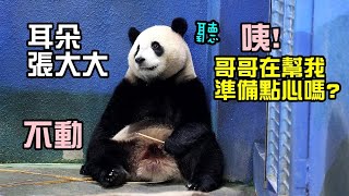 圓寶咬細竹竿突然定格,聆聽後場動靜,張嘴想吃點心好可愛|Giant Panda Yuan Bao,圆宝,圆圆,貓熊,大貓熊,大熊貓