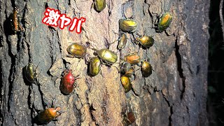 【クワガタ】激ヤバな1本の木にクワガタとカブトムシが大量発生のすごい木！【神の木】クワガタ採集