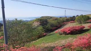 宮城県南三陸町の田束山のツツジ