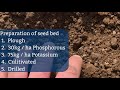 Spring Beans Agronomy | 1. Sowing LYNX Spring Beans/ legumes video by Seedtech