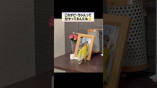 ずっと仲良し 2024.12.25 #インコ #birds #癒し #shorts #コザクラインコ#仲良し