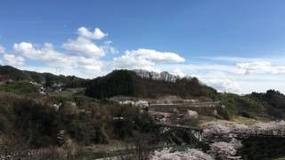 長野県上伊那郡中川村　坂戸橋の桜