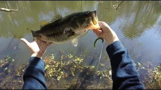 Catching the unofficial lake record bass from the bank in Houston Texas