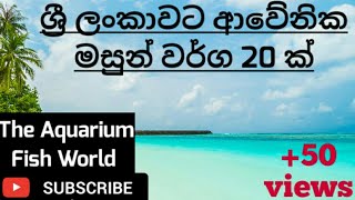 ශ්‍රී ලංකාවට ආවේනික මසුන් වර්ග | The Aquarium Fish World