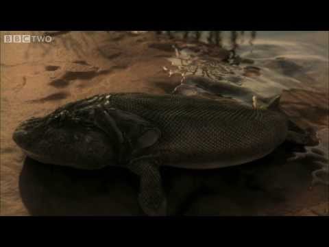 Are humans from Tiktaalik?