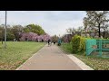 【2020桜movie】大仙公園【大阪府堺市】