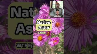 WTF Ep. 4: A closer look at this native aster #nativeplants #fall #aster