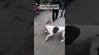 #dogfight #pitbullfight #pitbull #attack #dog