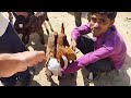 totapari breed goat for sale goat farm in india bakri palan bareilly up