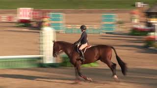 Video of Lapiko ridden by Isabel Rudaz from ShowNet!