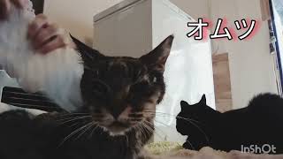 【ぴっぴの家】私が保護したウチのコ/只今 猫犬27名 清拭 塗薬 オムツ替え…の巻