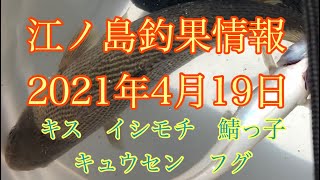 【江ノ島】2021/4/19 腰越漁港　イシモとキス