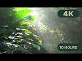Daintree National Park Rainforest, Queensland, Australia 4K — After Rain Rainforest Sounds