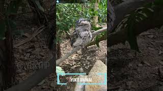 ちょっと動いたオーストラリアガマグチヨタカ　Move　Tawny Frogmouth