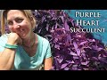 LARGE and colorful succulent that's easy to grow | Purple Heart