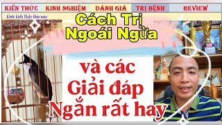 Chim Chào mào bị Ngoái Ngữa thì điều trị thế nào để đi Thi và được giá?