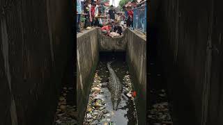 😱 DETIK DETIK BUAYA RAKSASA MUNCUL DI SELOKAN SAAT BANJIR! WARGA PANIK! 🐊🌊