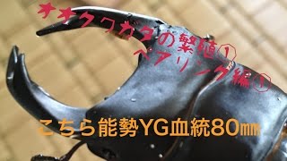 能勢YG血統、TT川西産、久留米産オオクワガタの繁殖①〜ペアリング編〜