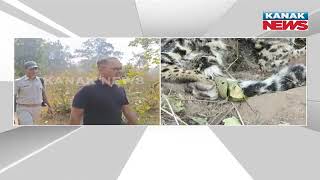 Reporter Live: Keonjhar Forest Officials Discover Decomposed Body Of Rare Leopard Tiger