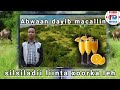 abwaan dayib macallin khaliif iyo silsiladii liinta xoorka leh