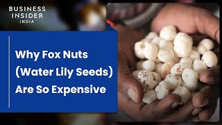Why Fox Nuts (Water Lily Seeds) Are So Expensive | So Expensive