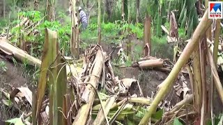 കാട്ടാനശല്യം രൂക്ഷം; പ്രതിഷേധവുമായി നാട്ടുകാർ | Idukki Marayoor Elephant