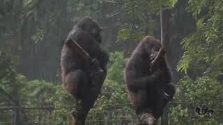 Gorilla annoying her sister