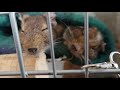 【デグー】うちのデグー♪お寝んね団子♪【degus】