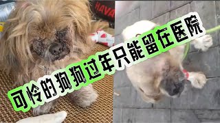 2025-2-3 Stray dog home 许多人问我被人打掉双目的流浪狗，是不是被我抛弃了其实并没有它只是一直在医院治疗着呢。