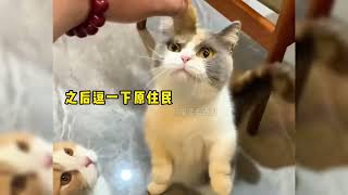 小哥哥在马路上捡到一只受伤的小猫#小奶猫