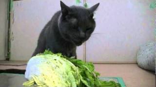 白菜を食べる猫ウィリー　vegetarian cat