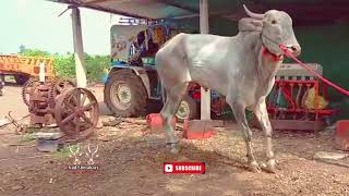 killari premi #karnataka  #bull #bailgada #subscribe #trending