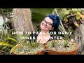 How to Care for Dewy Pines in Winter