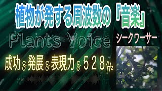 【甲状腺・成功・自己表現・優雅・528Hz】沖縄：魔法の３大果実『シークワーサー』の木＆花による演奏×TimeWAVER（Plants Voice part 20）！