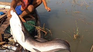 पांच Monster Catfish पकड़ा Hook से Boat Fishing Video#bigfish_catfish