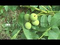 walnut tree how to grow care and harvest