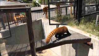 2013年7月18日　旭山動物園　レッサーパンダ　重慶から来たメス