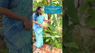 పసుపు పువ్వుని ఎప్పుడైనా చూశారా?|Turmeric Flower #plants  #farming  @MADGARDENER