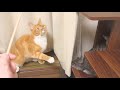 一生懸命2本足で立って猫じゃらしで遊ぶ猫ズが可愛すぎる【猫 かわいい】