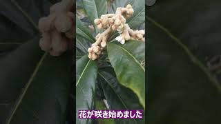 ビワ(茂木)の花が咲き始めました！！