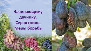 @Начинающему дачнику  Серая гниль и меры борьбы