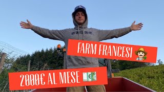 Lavorare in Francia - Fino a 2000€ al mese (Vendemmia, Farm)