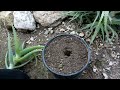 how to propagation the aloe aloe arborescens