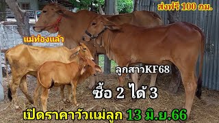 เปิดราคาวัวเเม่ลูก ซื้อ2ได้3  (13มิ.ย.66)บ่าวตึ๋ง บ.นาหว้า ต.นาหว้า จ.อำนาจเจริญ