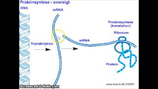 proteinsyntese